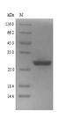GLI2 Protein - (Tris-Glycine gel) Discontinuous SDS-PAGE (reduced) with 5% enrichment gel and 15% separation gel.