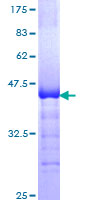 GLI3 Protein - 12.5% SDS-PAGE Stained with Coomassie Blue.