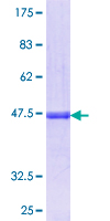GLI4 Protein - 12.5% SDS-PAGE Stained with Coomassie Blue.