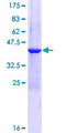 GLIPR2 Protein - 12.5% SDS-PAGE of human C9orf19 stained with Coomassie Blue