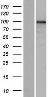 GLIS3 Protein - Western validation with an anti-DDK antibody * L: Control HEK293 lysate R: Over-expression lysate