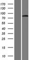 GLIS3 Protein - Western validation with an anti-DDK antibody * L: Control HEK293 lysate R: Over-expression lysate
