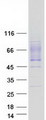 GLMP / C1orf85 Protein - Purified recombinant protein GLMP was analyzed by SDS-PAGE gel and Coomassie Blue Staining