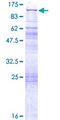 GLNRS / QARS Protein - 12.5% SDS-PAGE of human QARS stained with Coomassie Blue