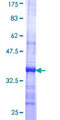 GLNRS / QARS Protein - 12.5% SDS-PAGE Stained with Coomassie Blue.