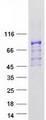 GLNRS / QARS Protein - Purified recombinant protein QARS was analyzed by SDS-PAGE gel and Coomassie Blue Staining