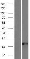 GLOD5 Protein - Western validation with an anti-DDK antibody * L: Control HEK293 lysate R: Over-expression lysate