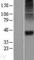 GLRA1/Glycine Receptor Alpha 1 Protein - Western validation with an anti-DDK antibody * L: Control HEK293 lysate R: Over-expression lysate
