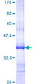 GLRA1/Glycine Receptor Alpha 1 Protein - 12.5% SDS-PAGE Stained with Coomassie Blue.