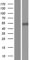 GLRA2 Protein - Western validation with an anti-DDK antibody * L: Control HEK293 lysate R: Over-expression lysate