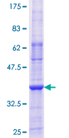 GLRA2 Protein - 12.5% SDS-PAGE Stained with Coomassie Blue.