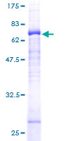 GLRA3 Protein - 12.5% SDS-PAGE of human GLRA3 stained with Coomassie Blue