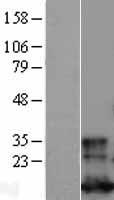 GLRX / Glutaredoxin Protein - Western validation with an anti-DDK antibody * L: Control HEK293 lysate R: Over-expression lysate