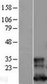 GLRX / Glutaredoxin Protein - Western validation with an anti-DDK antibody * L: Control HEK293 lysate R: Over-expression lysate