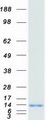 GLRX / Glutaredoxin Protein - Purified recombinant protein GLRX was analyzed by SDS-PAGE gel and Coomassie Blue Staining