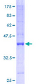 GLRX2 / Glutaredoxin 2 Protein - 12.5% SDS-PAGE of human GLRX2 stained with Coomassie Blue