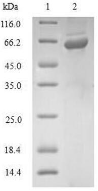 GLRX3 / Glutaredoxin 3 Protein - (Tris-Glycine gel) Discontinuous SDS-PAGE (reduced) with 5% enrichment gel and 15% separation gel.