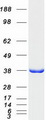 GLRX3 / Glutaredoxin 3 Protein - Purified recombinant protein GLRX3 was analyzed by SDS-PAGE gel and Coomassie Blue Staining