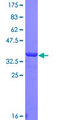 GLS / Glutaminase Protein - 12.5% SDS-PAGE Stained with Coomassie Blue.