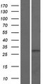 GLT1D1 Protein - Western validation with an anti-DDK antibody * L: Control HEK293 lysate R: Over-expression lysate