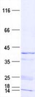 GLT8D1 Protein