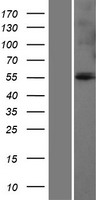 GLUD1/Glutamate Dehydrogenase Protein - Western validation with an anti-DDK antibody * L: Control HEK293 lysate R: Over-expression lysate