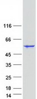 GLUD1/Glutamate Dehydrogenase Protein - Purified recombinant protein GLUD1 was analyzed by SDS-PAGE gel and Coomassie Blue Staining