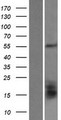 GLUD2 Protein - Western validation with an anti-DDK antibody * L: Control HEK293 lysate R: Over-expression lysate