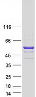 GLUD2 Protein - Purified recombinant protein GLUD2 was analyzed by SDS-PAGE gel and Coomassie Blue Staining