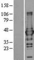 GLUL / Glutamine Synthetase Protein - Western validation with an anti-DDK antibody * L: Control HEK293 lysate R: Over-expression lysate