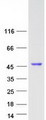 GLUL / Glutamine Synthetase Protein - Purified recombinant protein GLUL was analyzed by SDS-PAGE gel and Coomassie Blue Staining