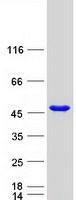 GLUL / Glutamine Synthetase Protein - Purified recombinant protein GLUL was analyzed by SDS-PAGE gel and Coomassie Blue Staining
