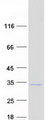 GLUP / PACRG Protein - Purified recombinant protein PACRG was analyzed by SDS-PAGE gel and Coomassie Blue Staining