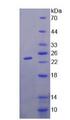 GM2A Protein - Recombinant  GM2 Ganglioside Activator By SDS-PAGE