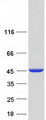 GMDS / GMD Protein - Purified recombinant protein GMDS was analyzed by SDS-PAGE gel and Coomassie Blue Staining