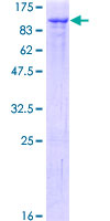 GMEB1 Protein - 12.5% SDS-PAGE of human GMEB1 stained with Coomassie Blue