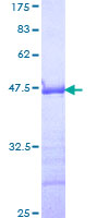 GMEB1 Protein - 12.5% SDS-PAGE Stained with Coomassie Blue.