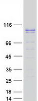 GMEB1 Protein - Purified recombinant protein GMEB1 was analyzed by SDS-PAGE gel and Coomassie Blue Staining