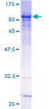 GMEB2 Protein - 12.5% SDS-PAGE of human GMEB2 stained with Coomassie Blue