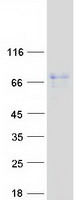 GMEB2 Protein - Purified recombinant protein GMEB2 was analyzed by SDS-PAGE gel and Coomassie Blue Staining
