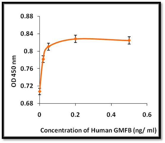GMF Beta / GMFB Protein - ED50 not determined.