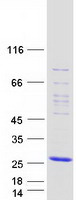 GMF Beta / GMFB Protein - Purified recombinant protein GMFB was analyzed by SDS-PAGE gel and Coomassie Blue Staining