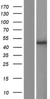 GMPPA Protein - Western validation with an anti-DDK antibody * L: Control HEK293 lysate R: Over-expression lysate