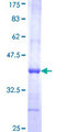 GMPPA Protein - 12.5% SDS-PAGE Stained with Coomassie Blue.