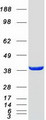 GMPPB Protein - Purified recombinant protein GMPPB was analyzed by SDS-PAGE gel and Coomassie Blue Staining