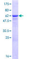 GMPR1 / GMPR Protein - 12.5% SDS-PAGE of human GMPR stained with Coomassie Blue