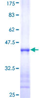 GMPR1 / GMPR Protein - 12.5% SDS-PAGE Stained with Coomassie Blue.