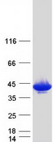 GMPR1 / GMPR Protein - Purified recombinant protein GMPR was analyzed by SDS-PAGE gel and Coomassie Blue Staining