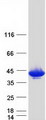 GMPR1 / GMPR Protein - Purified recombinant protein GMPR was analyzed by SDS-PAGE gel and Coomassie Blue Staining