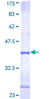 GMPR2 Protein - 12.5% SDS-PAGE Stained with Coomassie Blue.